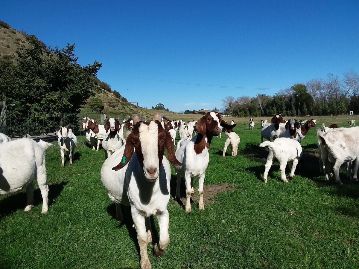 Hurunui Homestead Bed And Breakfast Hawarden Exterior foto